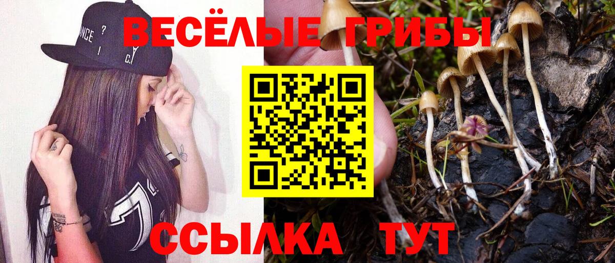 Псилоцибиновые грибы Psilocybine cubensis Лосино-Петровский